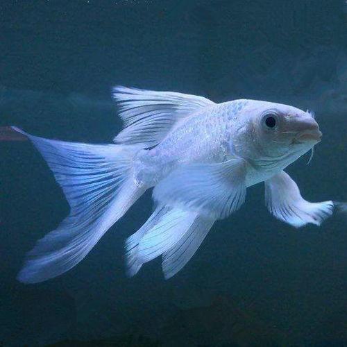 养草鱼爆料视频,养草鱼爆料视频深度解析  第1张